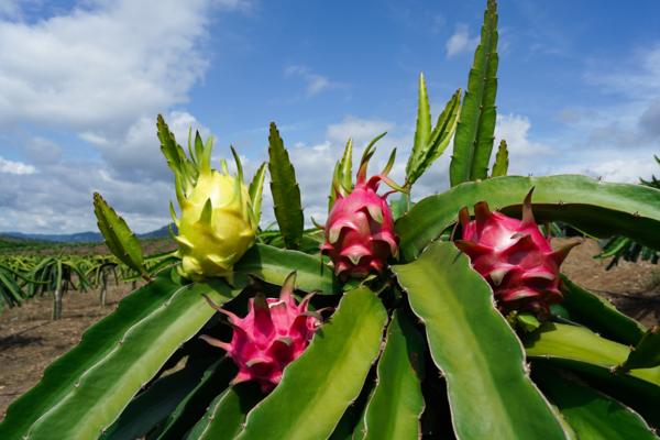 pitahayas en planta (1)